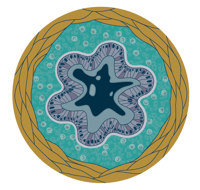 Bronchial Airway Cross Section
